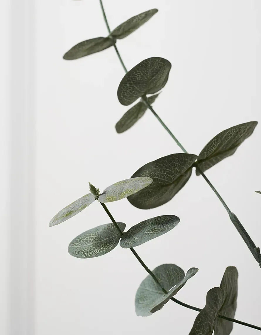 Eucalyptus Branches – Set of 2