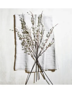 Pussy Willow Branches
