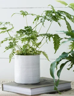 White Ribbed Ceramic Planter – Small