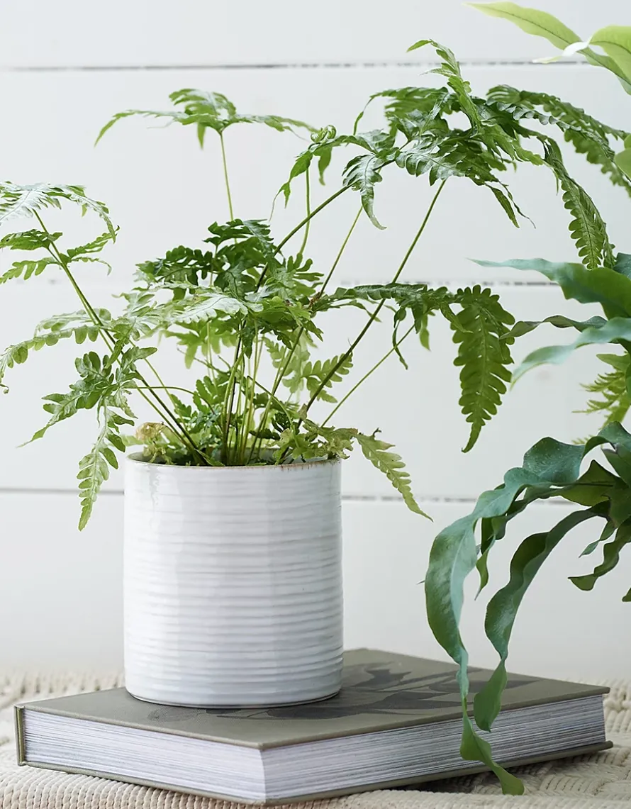 White Ribbed Ceramic Planter – Small