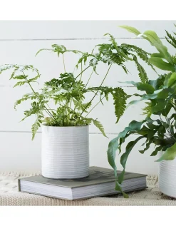 White Ribbed Ceramic Planter – Small