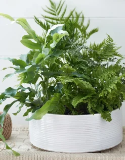White Ribbed Ceramic Planter – Large